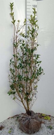 Ligustrum ovalifolium 125-150 cm met kluit - afbeelding 5