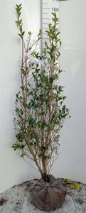 Ligustrum ovalifolium 125-150 cm met kluit - afbeelding 5