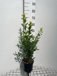 Ligustrum ovalifolium 60-80 cm cont. 3,0L