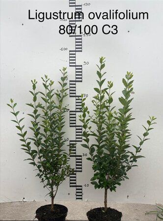 Ligustrum ovalifolium 80-100 cm cont. 3,0L - afbeelding 1