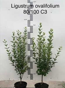 Ligustrum ovalifolium 80-100 cm cont. 3,0L