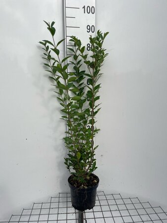 Ligustrum ovalifolium 80-100 cm cont. 3,0L - afbeelding 4