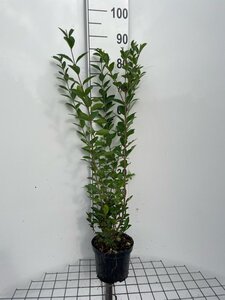 Ligustrum ovalifolium 80-100 cm cont. 3,0L - afbeelding 4