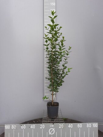 Ligustrum ovalifolium 80-100 cm cont. 3,0L - afbeelding 2