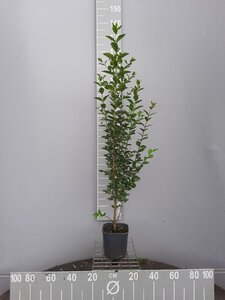 Ligustrum ovalifolium 80-100 cm cont. 3,0L - afbeelding 2