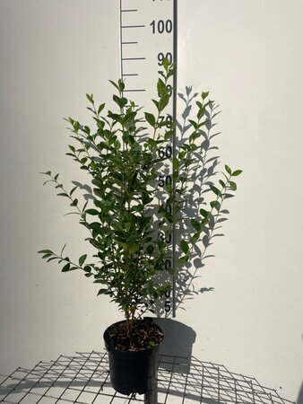 Ligustrum ovalifolium 80-100 cm cont. 3,0L - afbeelding 3