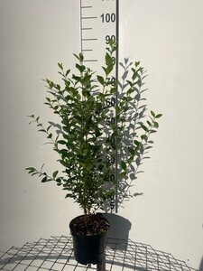 Ligustrum ovalifolium 80-100 cm cont. 3,0L - afbeelding 3