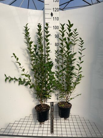 Ligustrum ovalifolium 80-100 cm cont. 3,0L - afbeelding 5