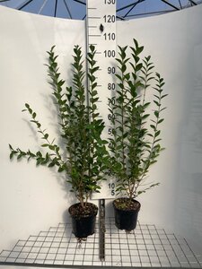 Ligustrum ovalifolium 80-100 cm cont. 3,0L - afbeelding 5