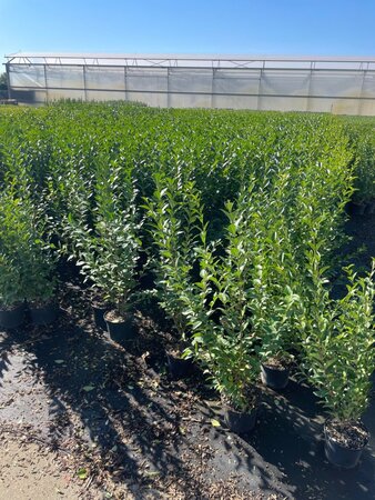 Ligustrum ovalifolium 80-100 cm cont. 3,0L - afbeelding 6