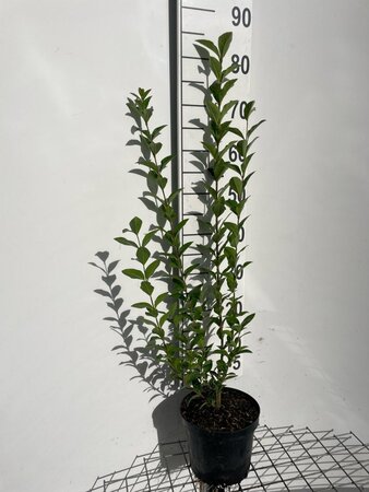 Ligustrum ovalifolium 80-100 cm cont. 3,0L - afbeelding 4