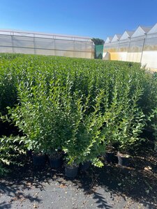 Ligustrum ovalifolium 80-100 cm cont. 3,0L - afbeelding 7