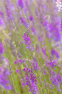 Linaria purpurea geen maat specificatie 0,55L/P9cm - afbeelding 4