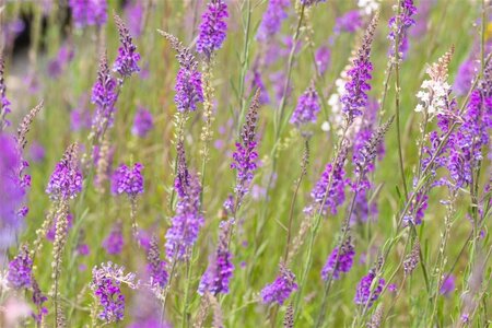 Linaria purpurea geen maat specificatie 0,55L/P9cm - afbeelding 5