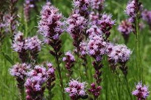 Liatris pycnostachya geen maat specificatie 0,55L/P9cm