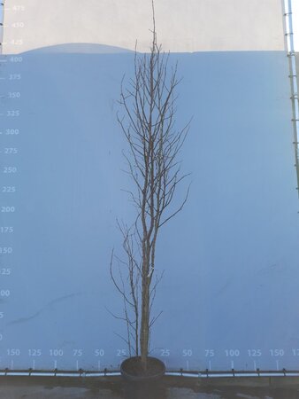 Liquidambar styraciflua 250-300 cm draadkluit meerstammig - afbeelding 1