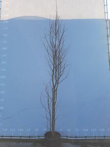 Liquidambar styraciflua 250-300 cm draadkluit meerstammig - afbeelding 1