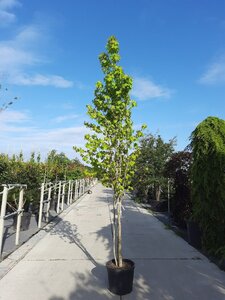 Liquidambar styraciflua 250-300 cm draadkluit meerstammig - afbeelding 2