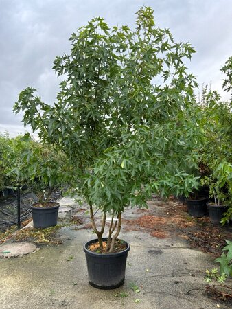Liquidambar s. 'Worplesdon' 250-300 cm cont. 90L meerstammig