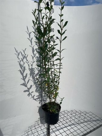 Ligustrum vulg. 'Atrovirens' 100-125 cm cont. 5,0L