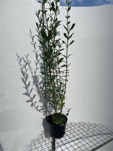 Ligustrum vulg. 'Atrovirens' 100-125 cm cont. 5,0L