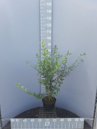 Ligustrum vulgare 100-125 cm cont. 5,0L - afbeelding 8