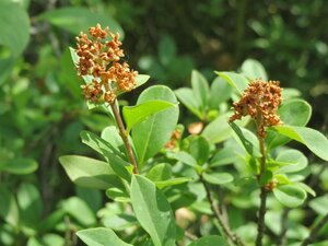 Ligustrum vulgare 80-100 cm cont. 5,0L - afbeelding 2