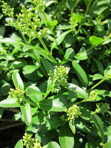 Ligustrum vulgare 80-100 cm cont. 5,0L - afbeelding 3