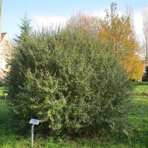 Ligustrum vulgare 80-100 cm cont. 5,0L - afbeelding 4