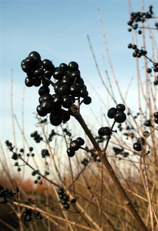 Ligustrum vulgare 80-100 cm cont. 5,0L - afbeelding 6