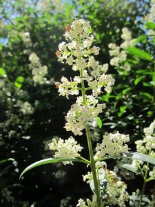 Ligustrum vulgare 80-100 cm cont. 5,0L - afbeelding 7