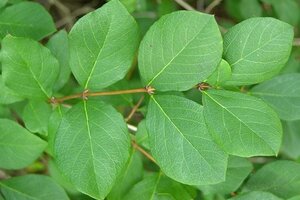 Lonicera fragrantissima 30-40 cm cont. 3,0L