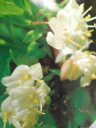 Lonicera fragrantissima 70 cm vierkant 2L - afbeelding 2