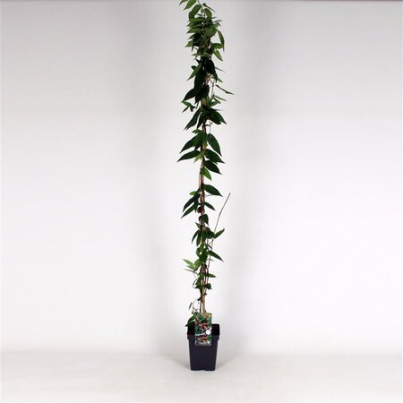 Lonicera henryi 150-175 cm cont. 5,0L