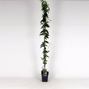 Lonicera henryi 150-175 cm cont. 5,0L