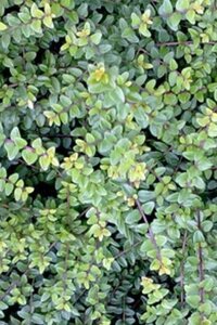 Lonicera nit. 'Ernest Wilson' 40-60 cm cont. 3,0L