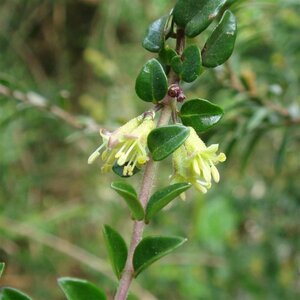 Lonicera nitida 30-40 cm cont. 1,5L