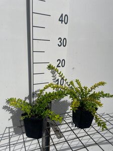 Lonicera nit. 'Maigrün' geen maat specificatie 0,55L/P9cm - afbeelding 4