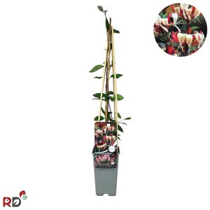 Lonicera periclymenum 70 cm vierkant 2L
