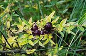 Lonicera pileata 30-40 cm cont. 1,5L - afbeelding 2