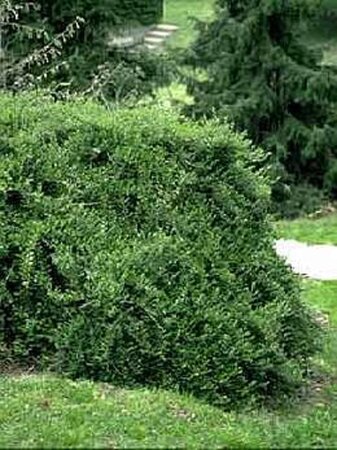 Lonicera pileata 30-40 cm cont. 1,5L - afbeelding 3