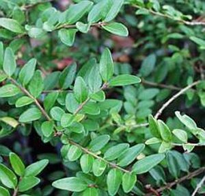 Lonicera pileata 30-40 cm cont. 2,0L