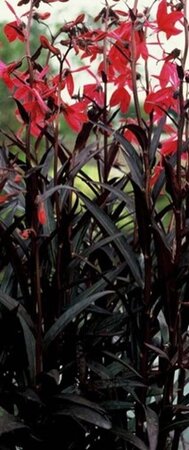 Lobelia s. 'Russian Princess' geen maat specificatie 0,55L/P9cm