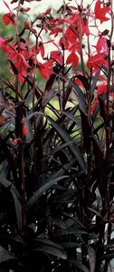 Lobelia s. 'Russian Princess' geen maat specificatie 0,55L/P9cm