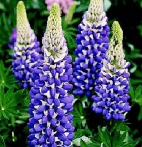 Lupinus 'The Governor' geen maat specificatie 0,55L/P9cm