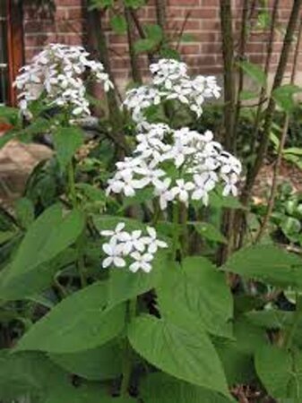 Lunaria rediviva geen maat specificatie 0,55L/P9cm