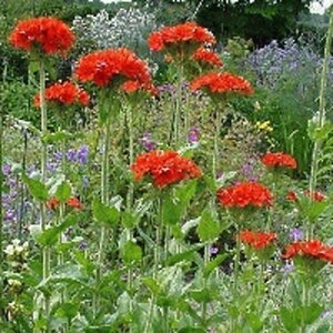 Lychnis chalcedonica geen maat specificatie 0,55L/P9cm - afbeelding 4