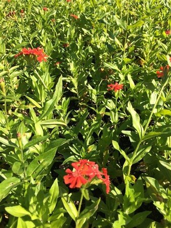 Lychnis chalcedonica geen maat specificatie 0,55L/P9cm - afbeelding 1
