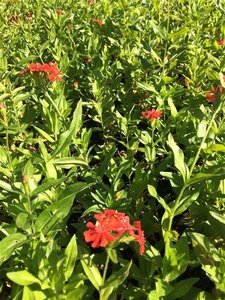 Lychnis chalcedonica geen maat specificatie 0,55L/P9cm