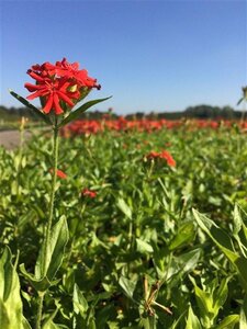 Lychnis chalcedonica geen maat specificatie 0,55L/P9cm - afbeelding 2